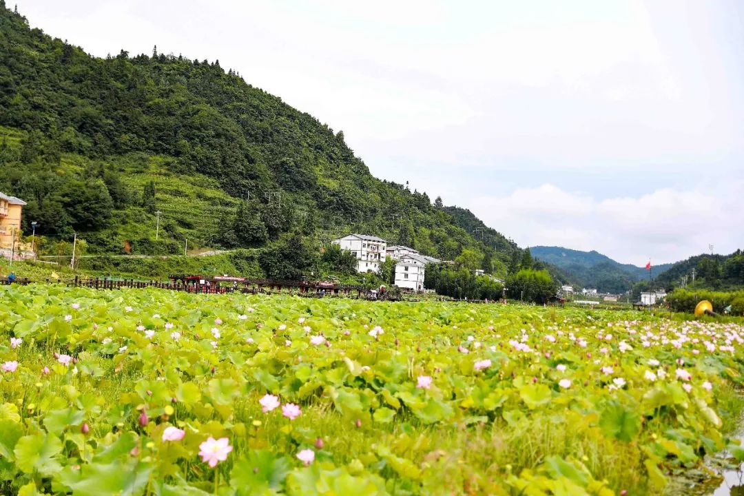 习水土河的荷花正是好时节去晚了只能看莲蓬咯