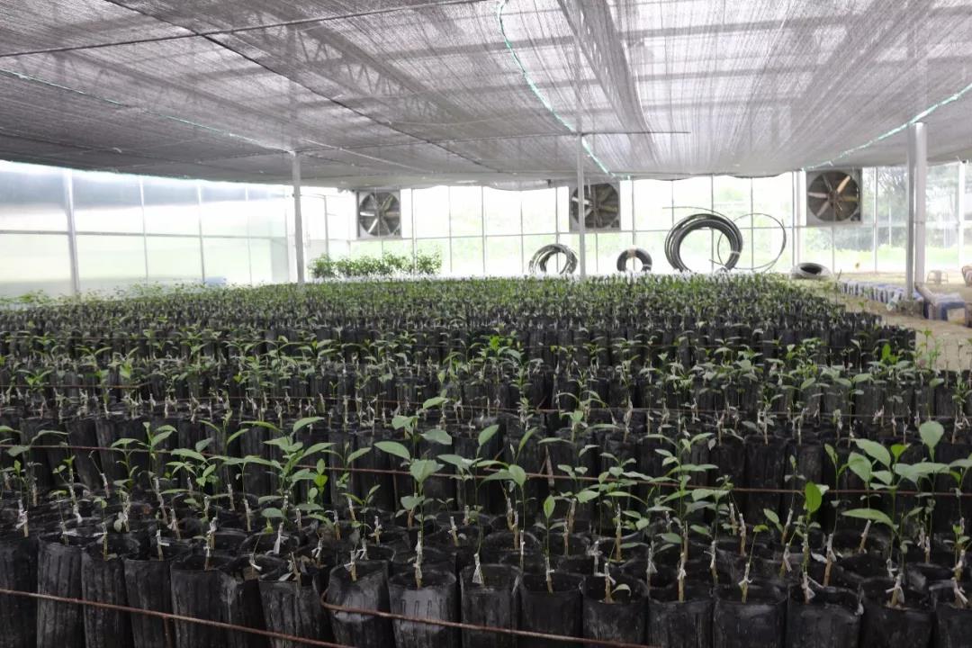 柑橘产业链的竞争,从品种开始!——四川陶然农业梁彤专访