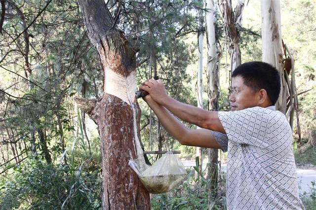 蒙山县农民采割松脂增收