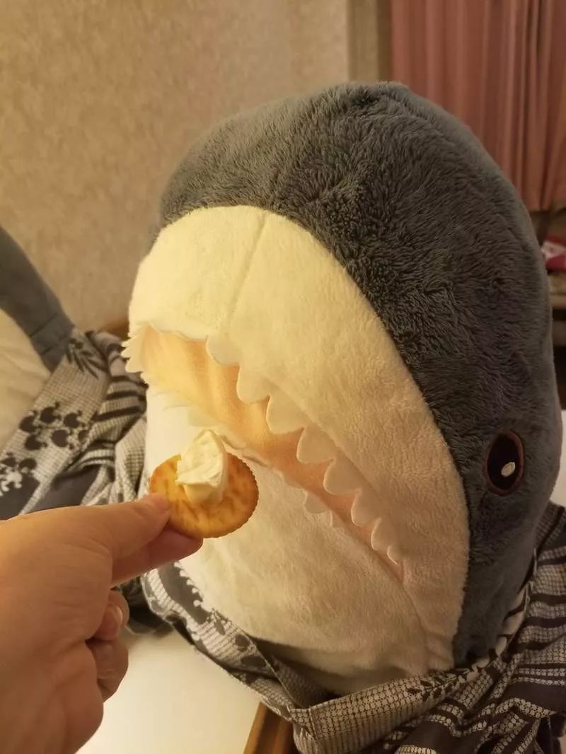 日推网友分享被幸福饲养的鲨鱼宝宝每一张都戳中萌点