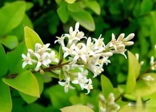 随处可见的异色叶植物