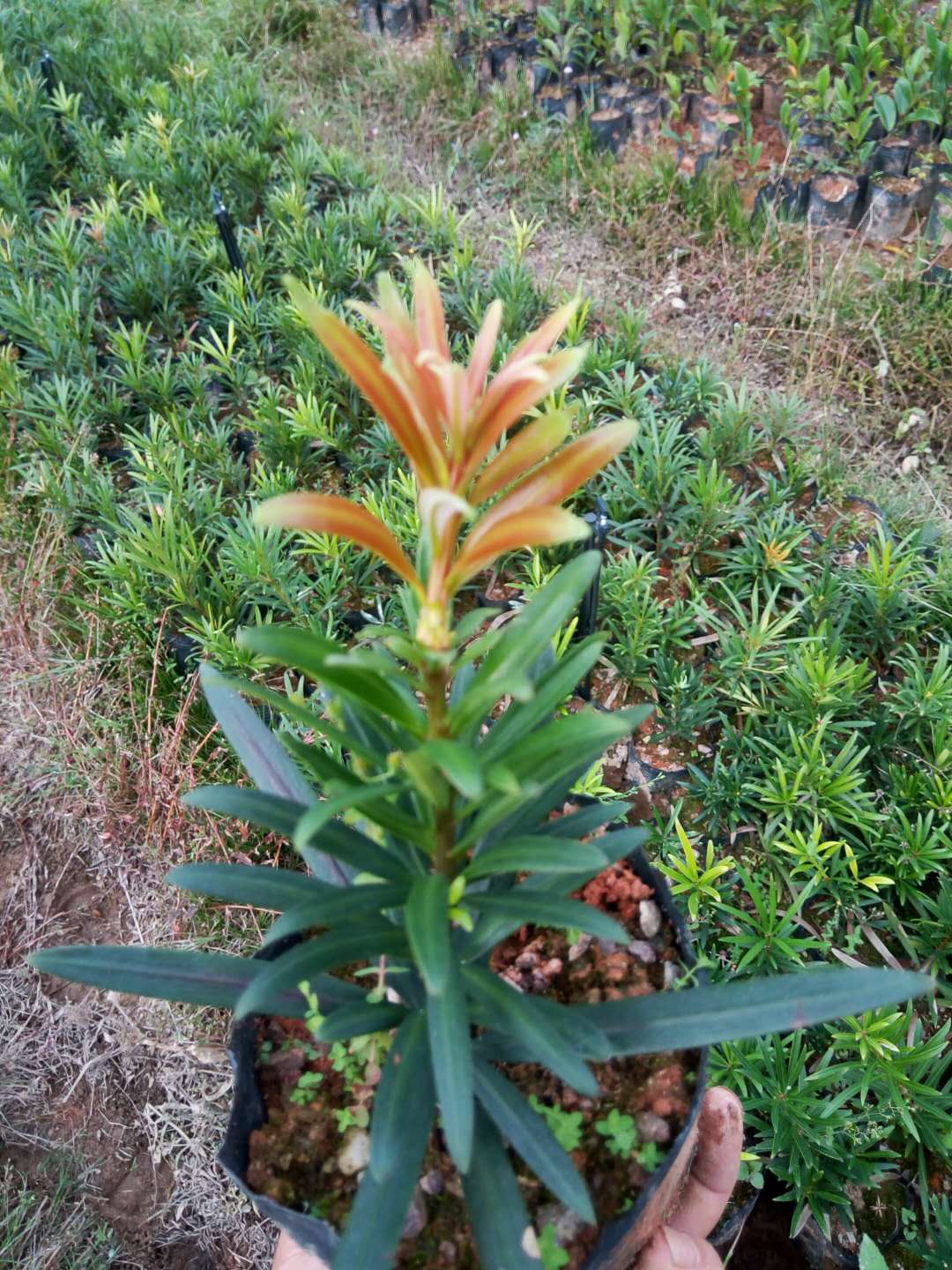 四季红芽海岛罗汉松