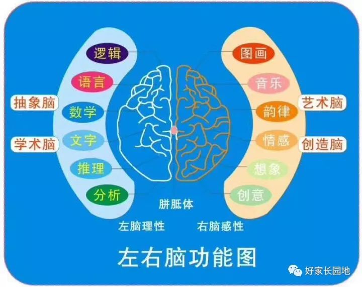 开发最强大脑,撬开智力大门,这个技能带你一次性解决孩子的八大能力!