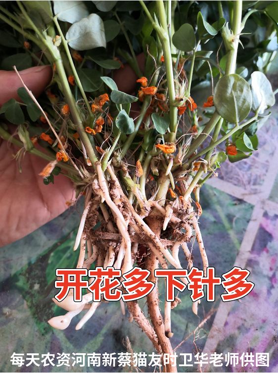 夏花生开花下针关键期注意