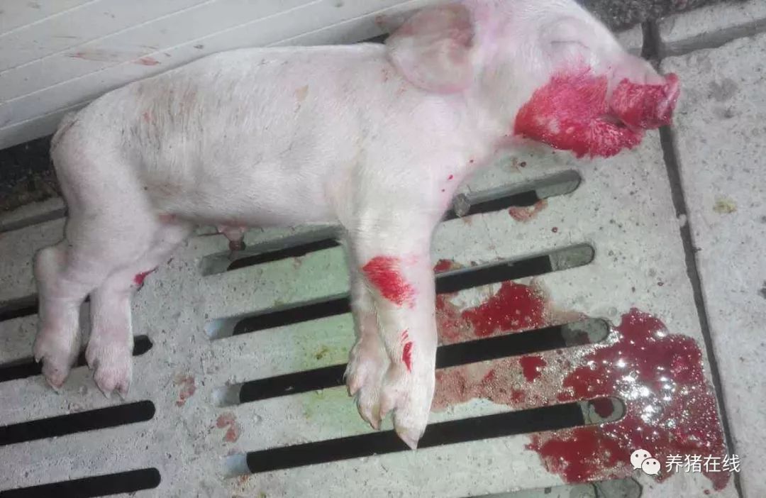 发病情况:仔猪红痢由c型魏氏梭菌引起,通过病猪和带菌者,经消化道传播