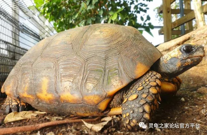 黄腿陆龟来自亚马逊的小巨人