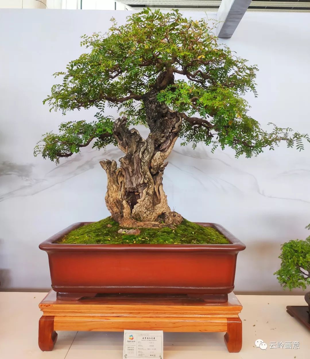 金奖:玉溪毓园,清香木金奖:王永春《神飞疏林外》;小石积;110×155cm