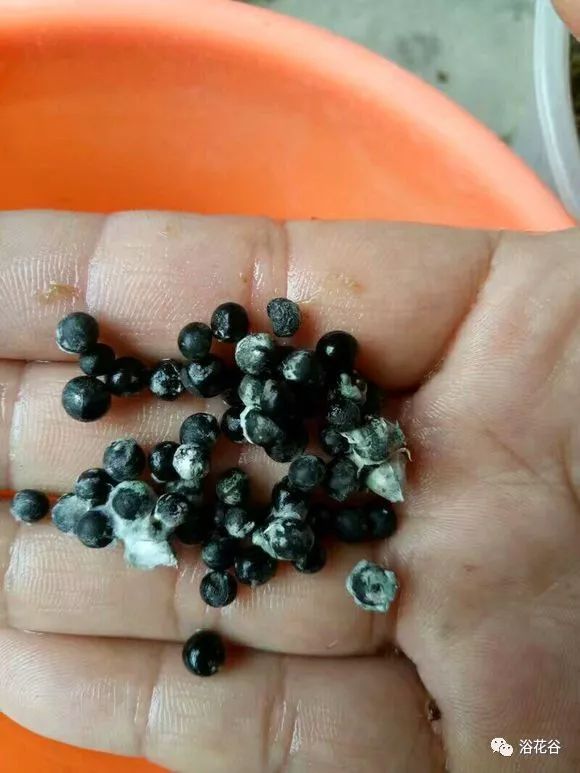文竹结籽图片,附播种方法