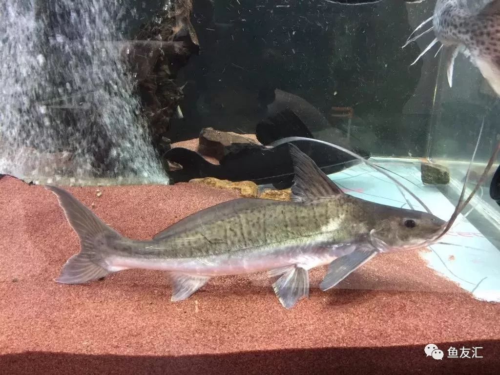 点此《这些鱼,动不动就和别人合体 | 鸭嘴连载3》,回看大理石虎皮鸭嘴