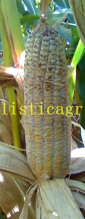 细菌性茎枯病图17,细菌性茎枯病图16,节壶菌茎枯病图15,腐霉菌