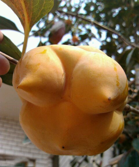 老鼠抢金鱼的食物!你还喝茶吗?假乞丐露馅儿了美女劈叉自拍,说来就来!