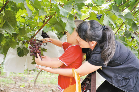 99元洛阳十八屯山顶采摘园送你一份夏季的高甜惊喜