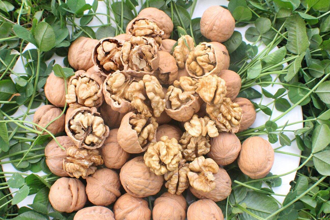 薄壳丰产无涩味的核桃品种香玲核桃的介绍和栽培技术