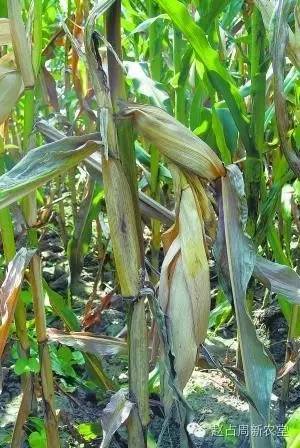 细菌性茎枯病图17,细菌性茎枯病图16,节壶菌茎枯病图15,腐霉菌茎枯病