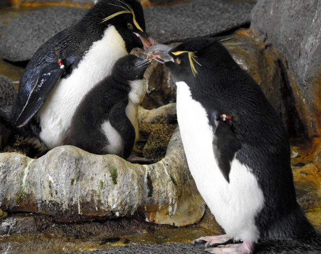 日本继续挑战用冷冻精子技术人工繁育"南方跳岩企鹅"