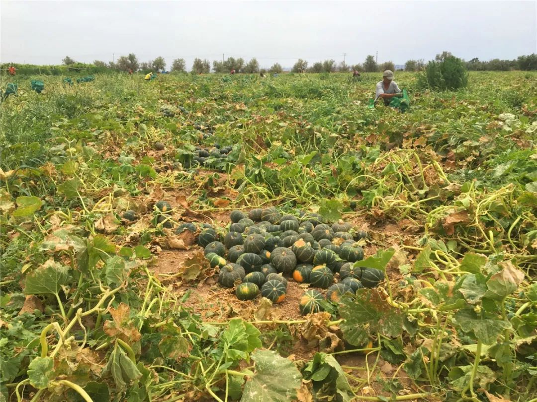 贝贝南瓜成为村民致富的金疙瘩