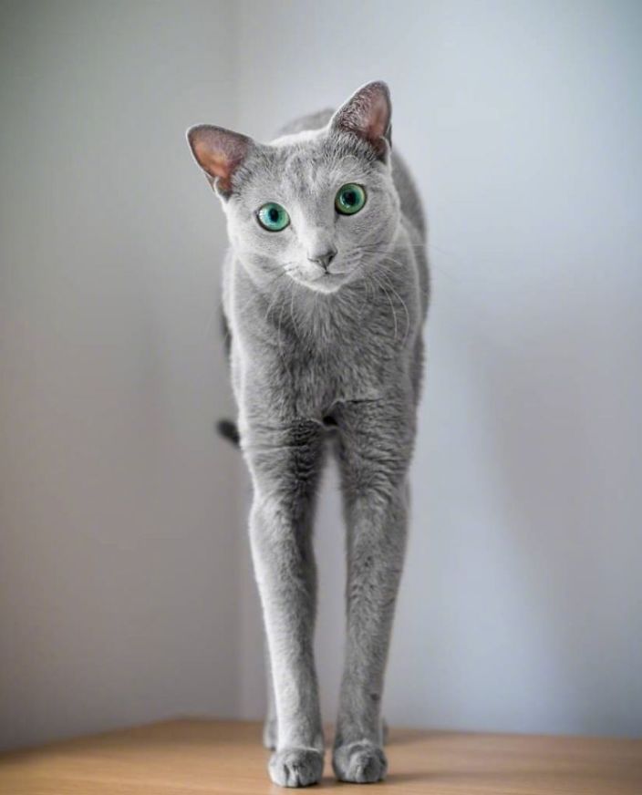 这对猫姐妹的宝石绿大眼睛,也太漂亮了吧