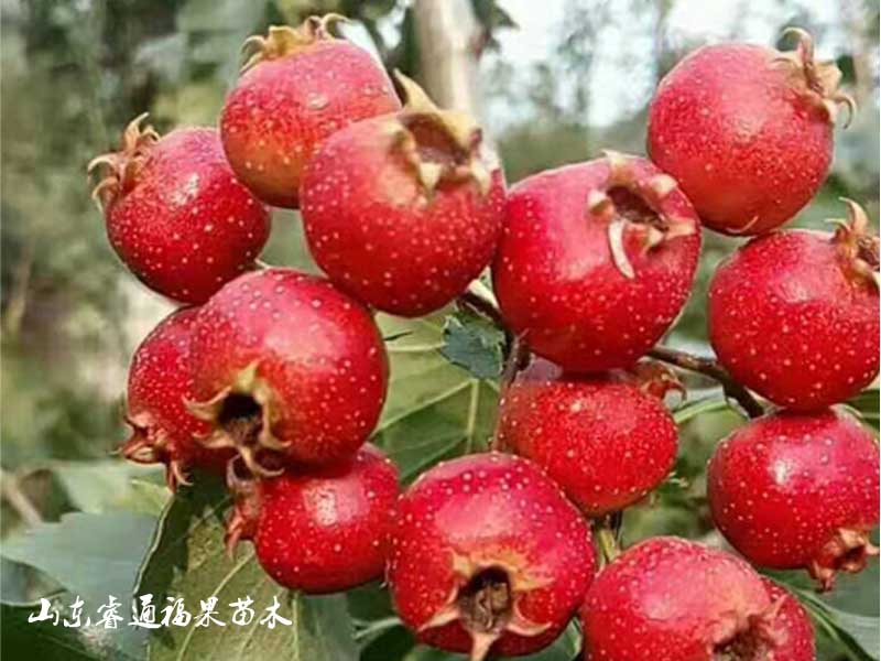 无籽甜山楂苗如正确选择和购买附图