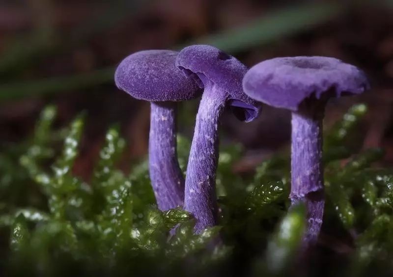 来自阿凡达仙境的奇异菌类个个美到窒息