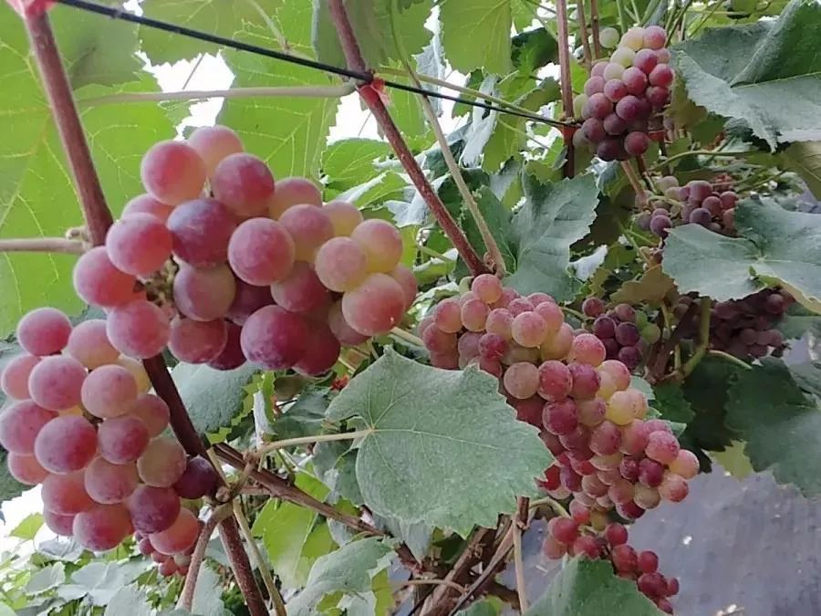 炎炎夏日永乐桥果园给大家送福利啦果鲜肉嫩快来采摘