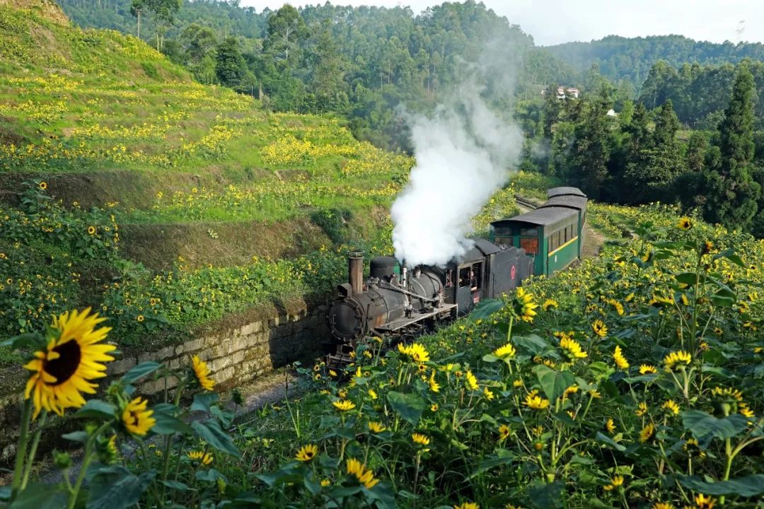 嘉阳小火车的向日葵花开成海这首花开怒放mv唱火了听醉了