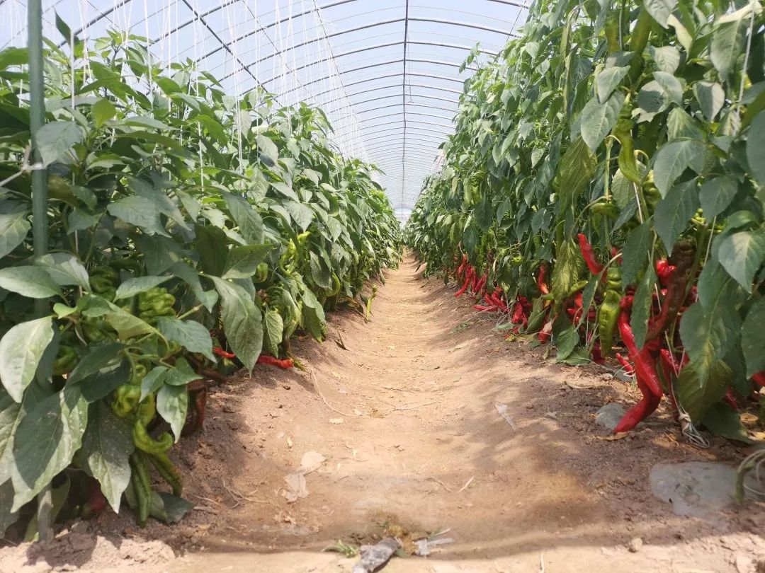 京研辣椒,就是"椒"傲!_延庆