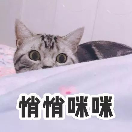 表情搜索一个新功能微信又悄咪咪上线了今天我们发现