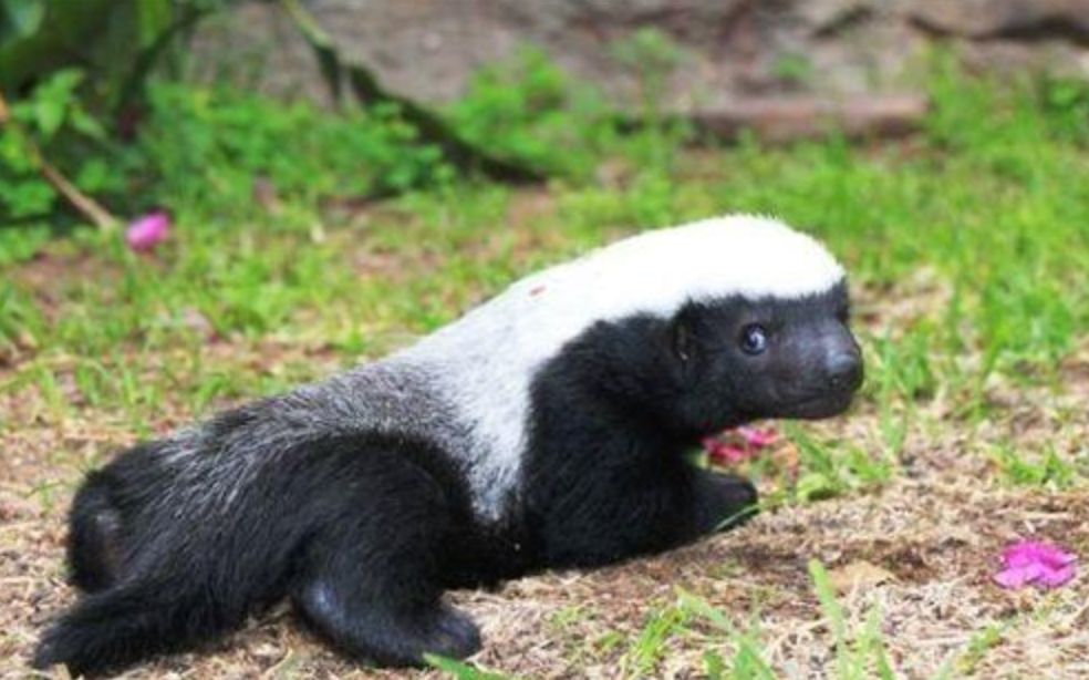 做人当如平头哥生死看淡不服就干