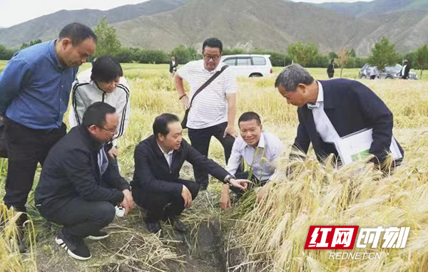 湖南省第九批援藏工作队总领队吴巨培中在青稞示范田查看.