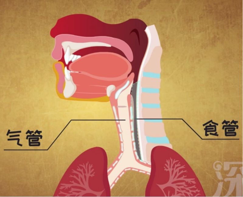 人的气管和食道解剖图图片