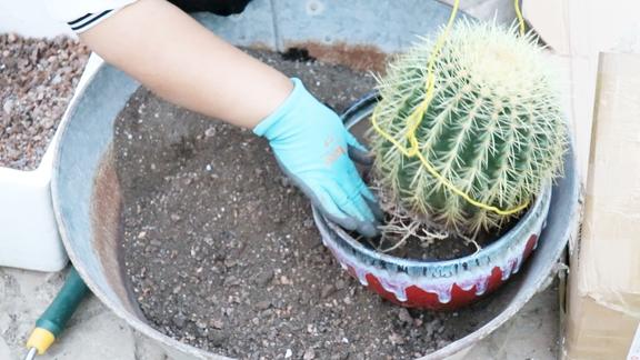 买棵大金琥仙人球换盆用这一招大长刺不扎手疼