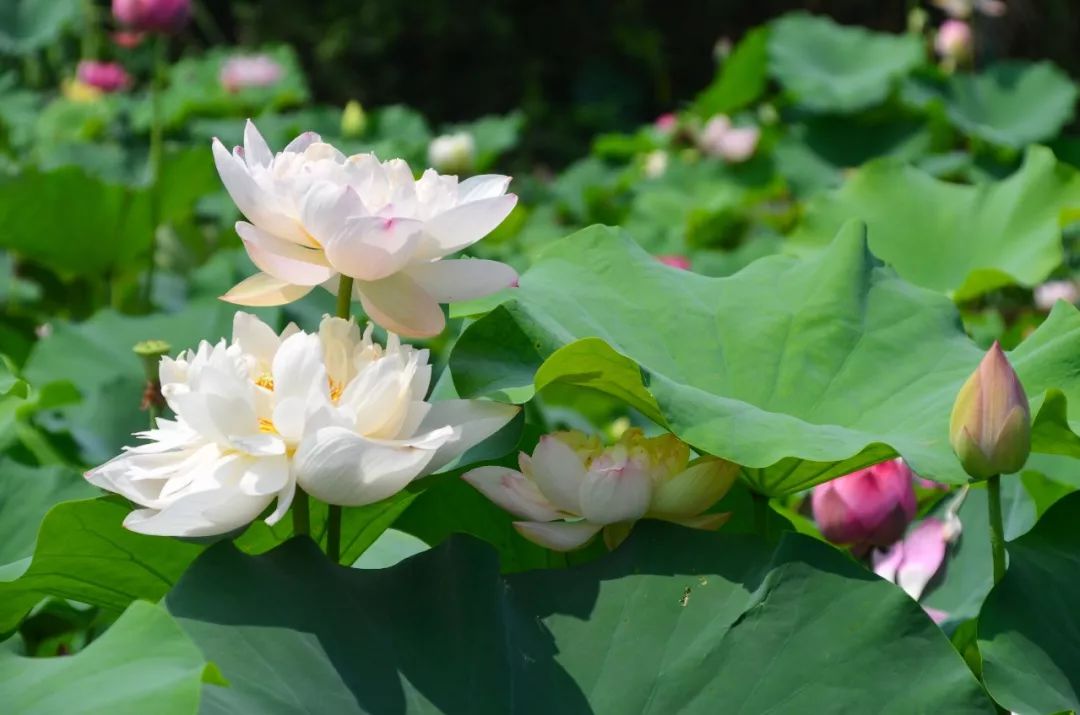 洪泽湖湿地夏日荷花千姿百态画面美到张张都可以做屏保壁纸