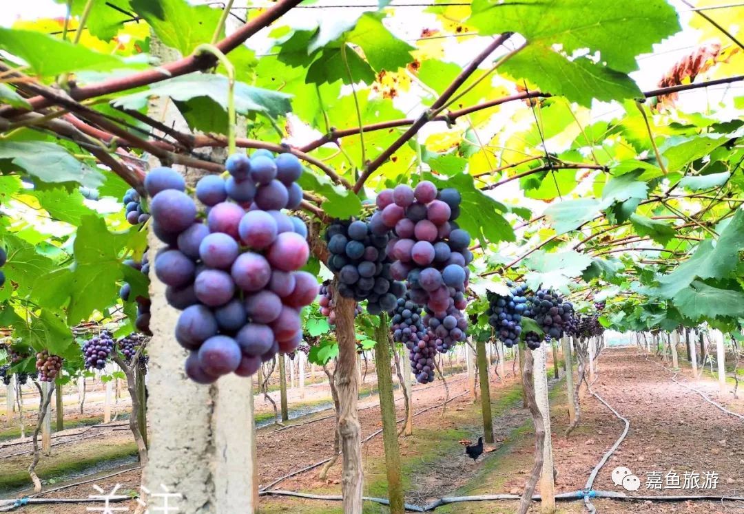 2019畅游新街采摘节打卡地尚敦果蔬园