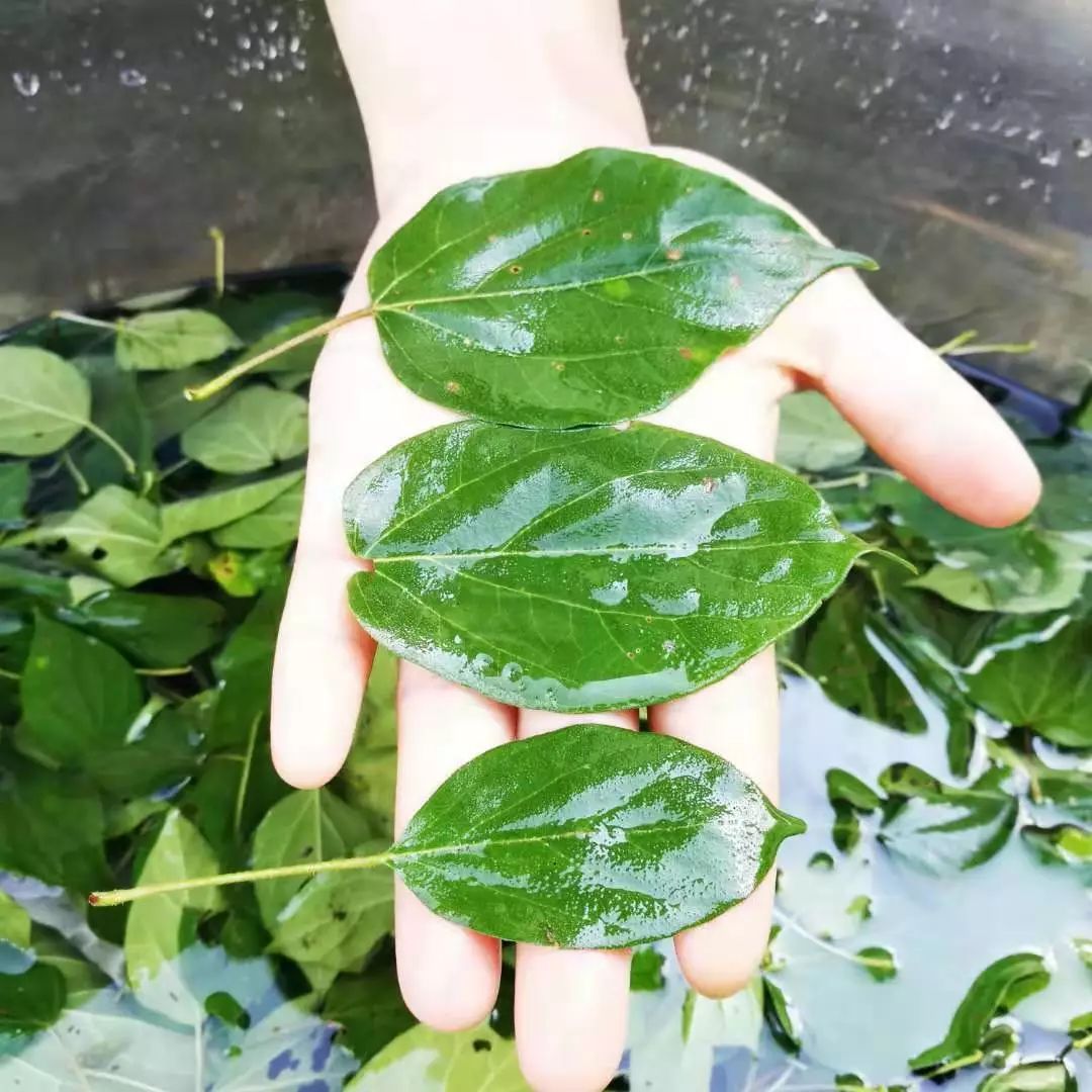 舌尖上的素食树叶居然可以做豆腐名为神仙豆腐