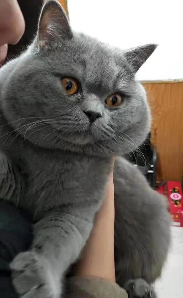 20斤胖猫背着主人偷偷开门想逃跑体型比小女孩还大模样萌翻