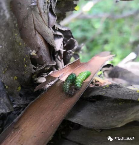 北山林场持续开展侧柏毒蛾监测工作