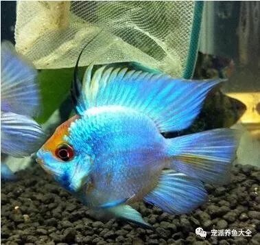 自带萌感四种球形观赏鱼身材圆滚滚的好可爱