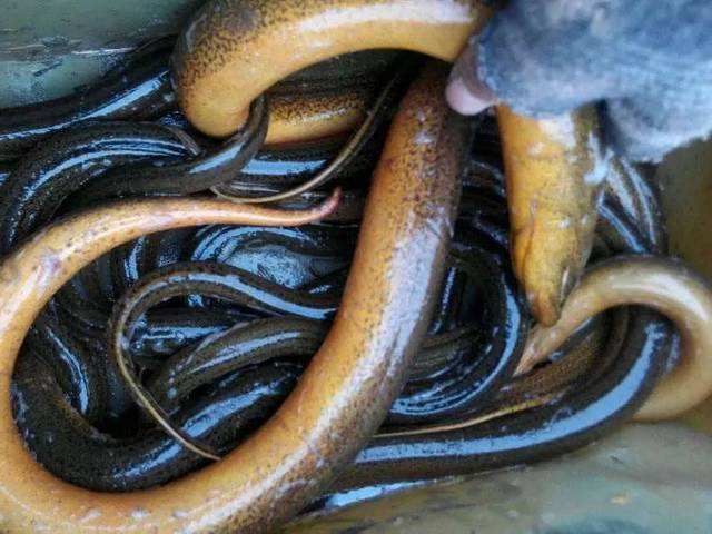 每年夏季,生活在水田的小伙伴就开始抓黄鳝了,嘴馋的抓到黄鳝回家打