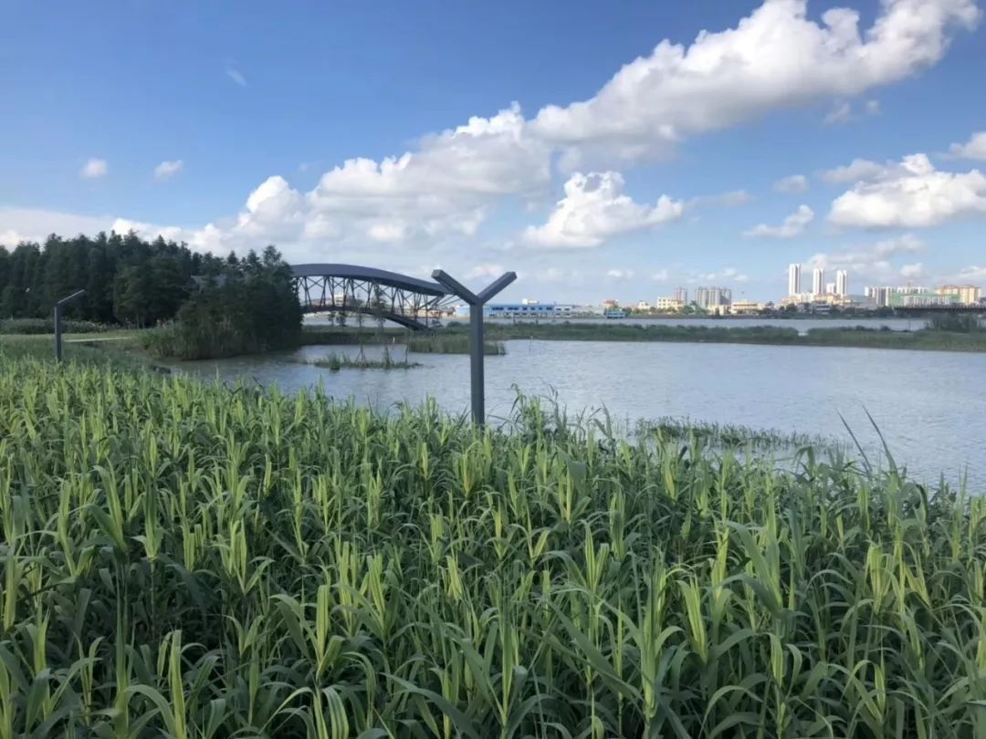 圖為黃楊河溼地公園.