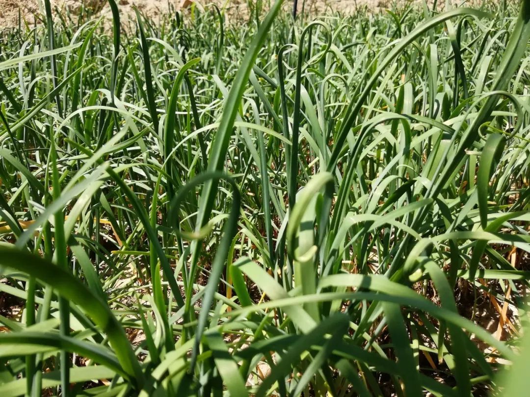 【爱国情 奋斗者】科技特派员马俊明——新品种引进让上滩韭菜焕发