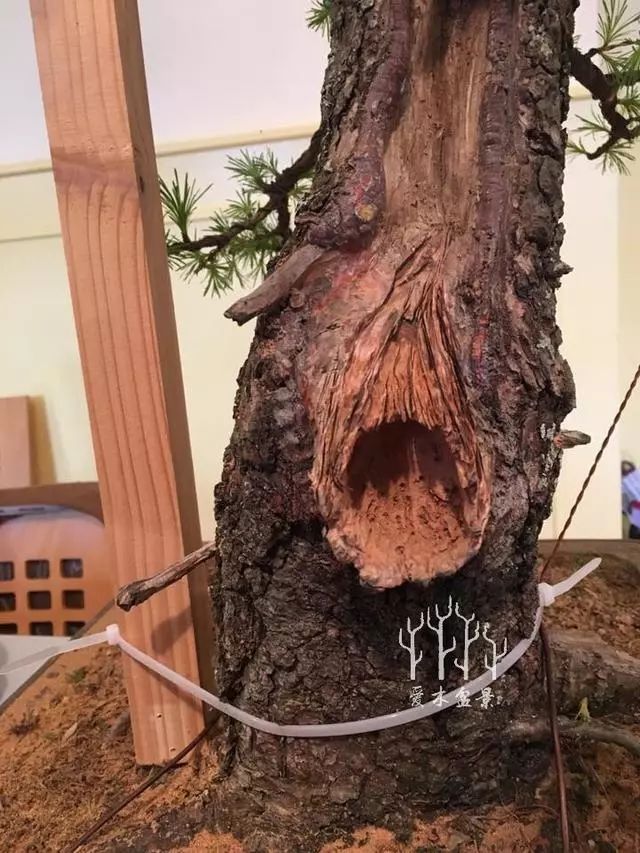 爱木盆景i松树桩大截口这样处理效果可以叫自然天成