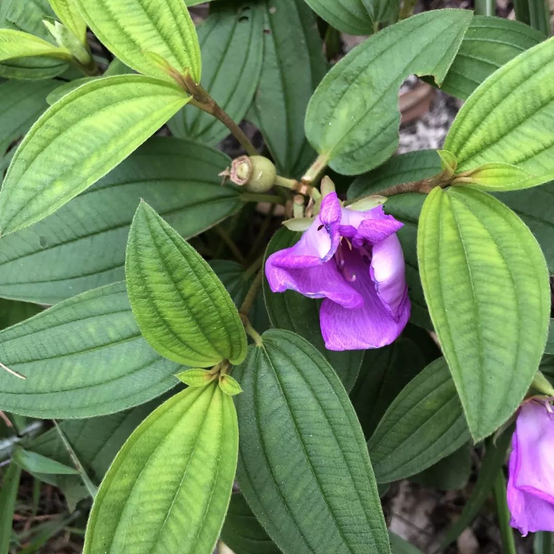 猩猩草,野牡丹扇叶铁线蕨,树舌灵芝中药资源普查是一项艰苦又危险的