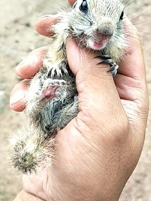 迷你土拨鼠幼崽