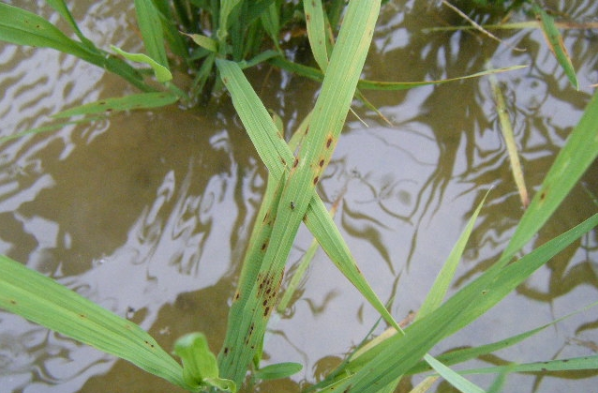 高温干旱天气,胡麻叶斑病来袭,注意与稻瘟病的区别