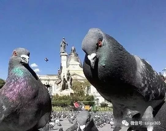 看点中国富豪花953万买一只鸽子到底怎么玩