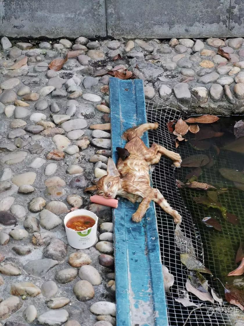 连日高温太阳快把人晒化动物们受不了直接