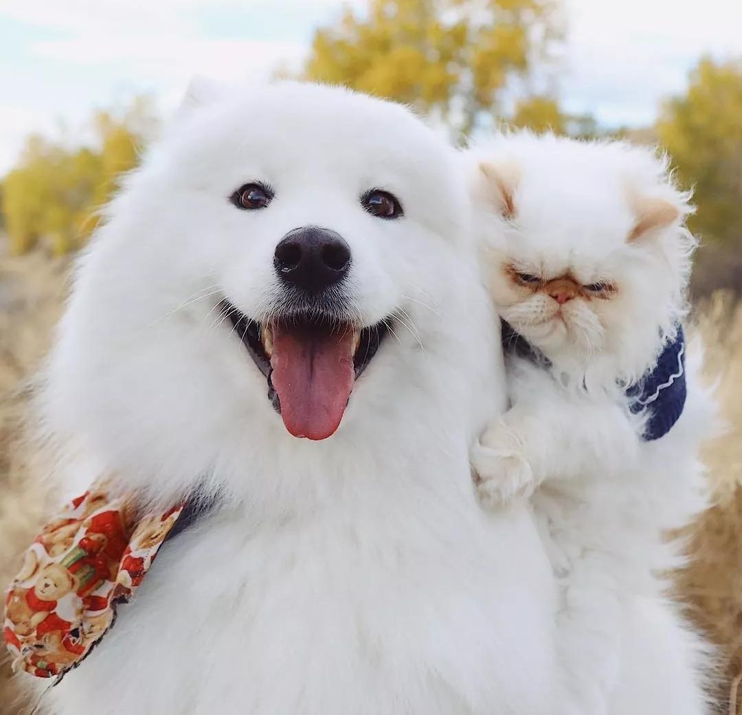 原创当全世界最爱笑的狗遇上全世界最不爱笑的猫