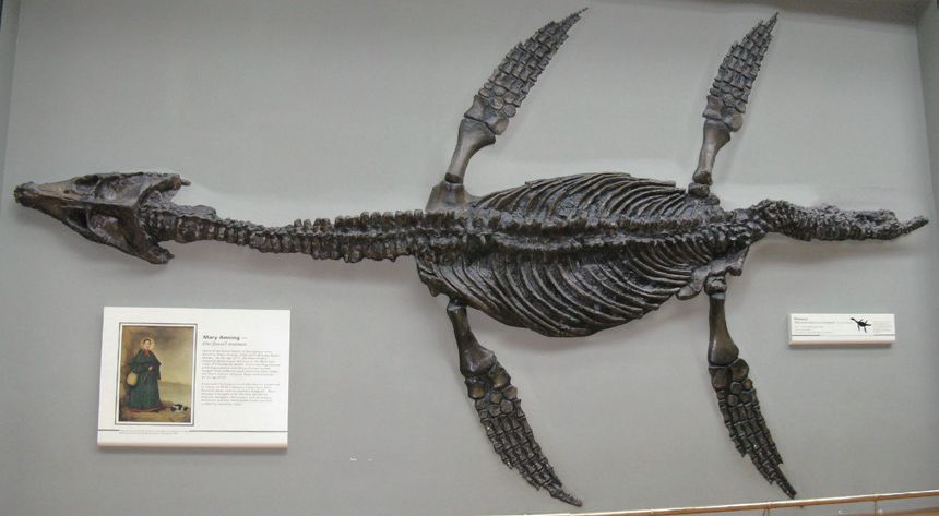 海洋科普814侏罗纪的肥海豚