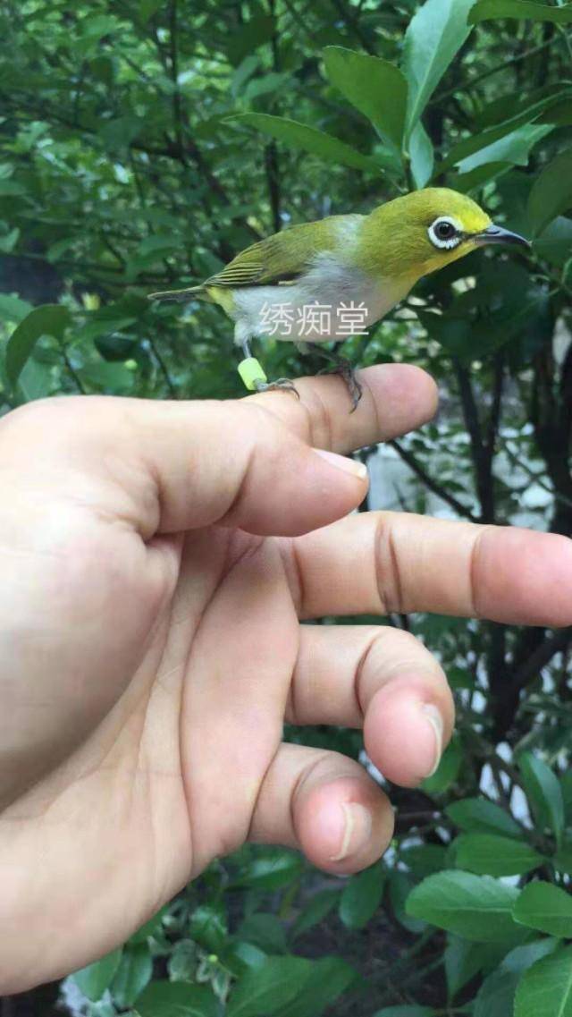 绣眼换毛饲养的四大周期论