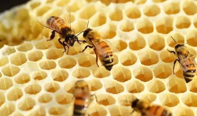 解密蜜蜂酿制蜂蜜全过程